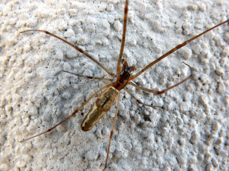 Tetragnatha